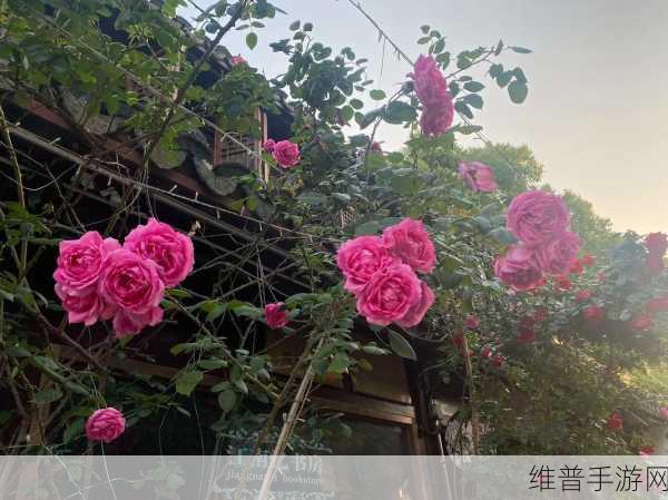 国色天香一线二线三线:1. 国色天香:花海中的梦幻旅程