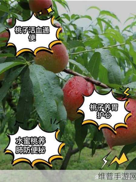 水蜜桃一三四专区:1. 探寻水蜜桃的种植秘密与营养价值