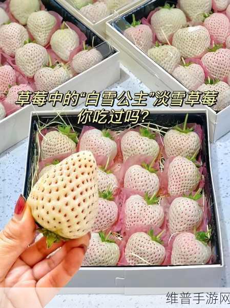 草莓晚上湿漉漉的:1. 草莓晚霞下的湿漉漉浪漫