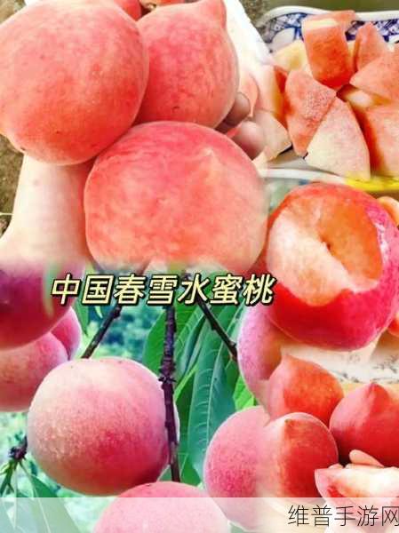 日本水蜜桃品种岭风：1. 岭风水蜜桃：甜美与清新的完美结合