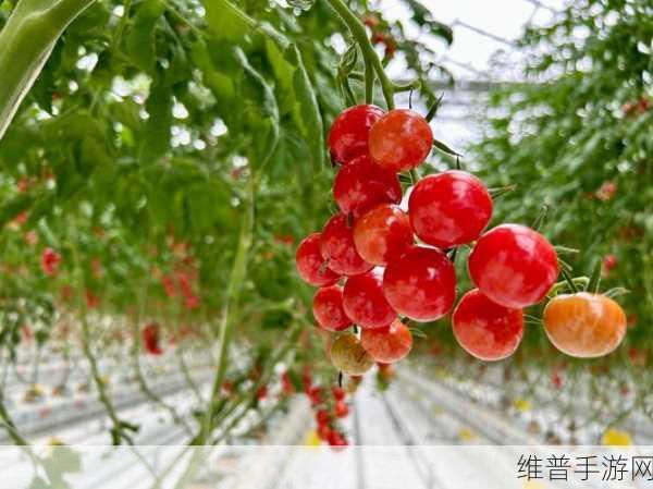 991精产三产区区别首次亮相：1. 精产三产区首次亮相，探索产业新机遇