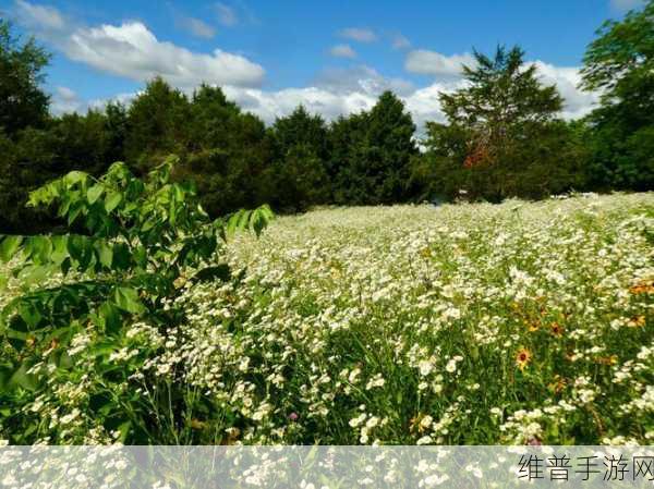 野花日本大全免费观看版动漫：1. 《在野花盛开的季节与爱同行