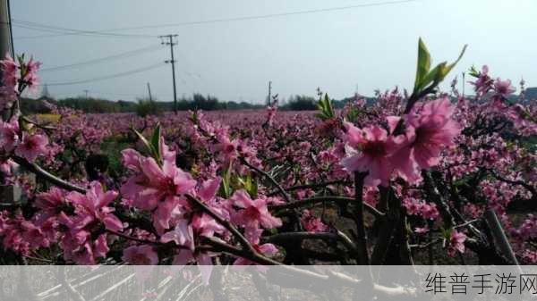 桃花社区在线观看完整版内容丰富：1. 《桃花社区：探索人际关系的温暖与奇妙