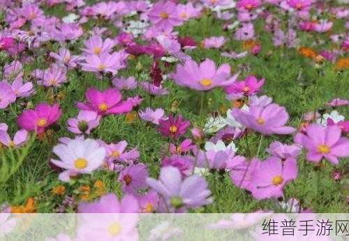 桃花社区在线观看完整版内容丰富:1. 《桃花社区:探索人际关系的温暖与奇妙