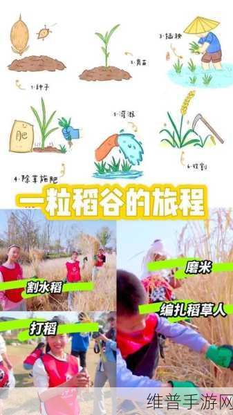 简隋英自己扩充生米进行中：1. 《生米的故事：从稻田到餐桌的旅程