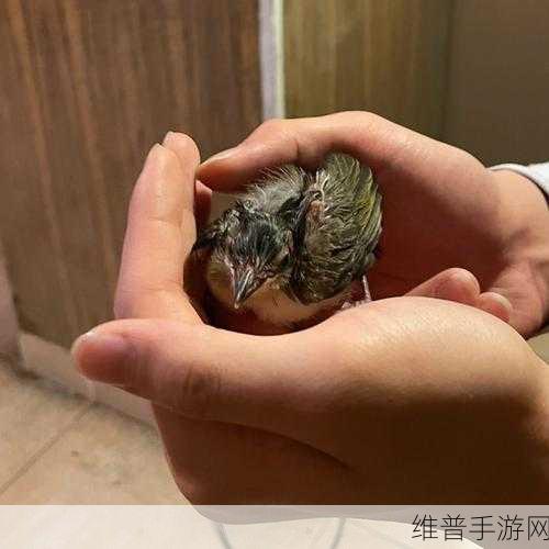 雏鸟幼儿小学生张婉莹：1. 张婉莹：雏鸟般的梦想与成长之路
