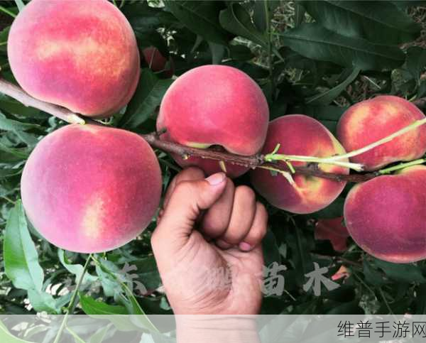 日本水蜜桃品种岭风大受欢迎：1. 岭风水蜜桃：品味甘甜的夏日之旅