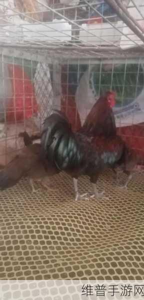 男朋友为什么喜欢吸我的小兔子：1. 男朋友为何对我的小兔子情有独钟？