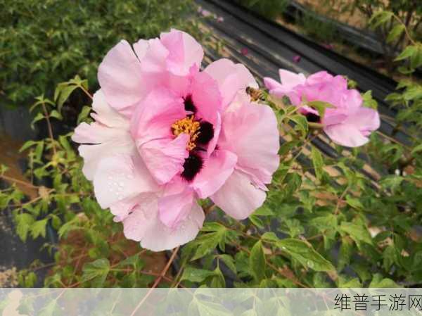 欧产日产国色天香水蜜桃探秘：1. 探索欧产日产国色天香水蜜桃的独特魅力