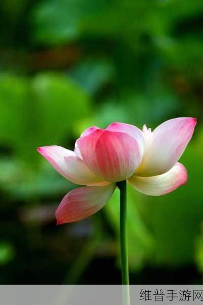 女性半夜莲花开的意思：1. 夜幕下的秘密：女性内心的莲花绽放