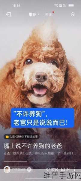 人or猪or狗热度超高：1. 人与宠物：如何打造幸福共生的生活方式