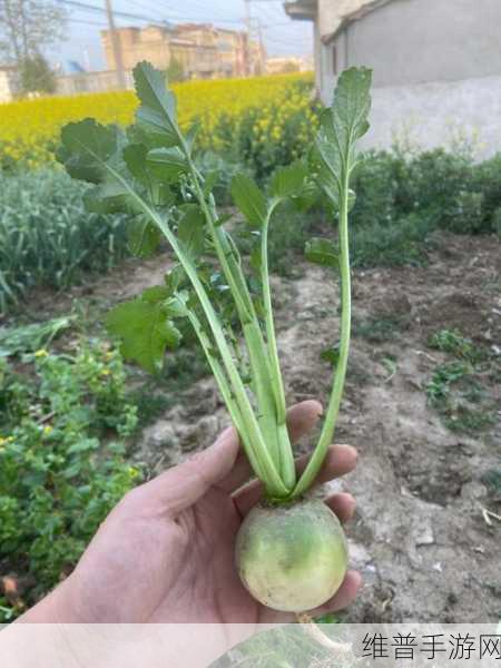 拔萝卜一边喘气一边说痛怎么办：1. 拔萝卜时的挣扎与喘息：如何克服困难？