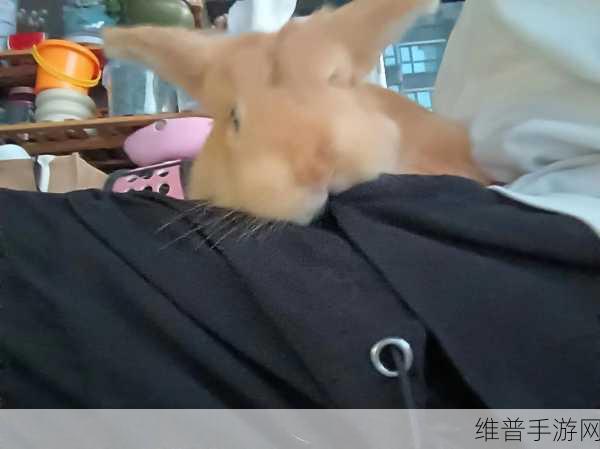 我的小兔兔被男生咬着的感觉：1. 小兔兔被男生咬着的甜蜜与温暖