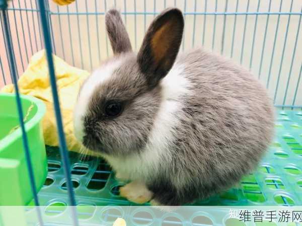 我的小兔兔被男生咬着的感觉：1. 小兔兔被男生咬着的甜蜜与温暖