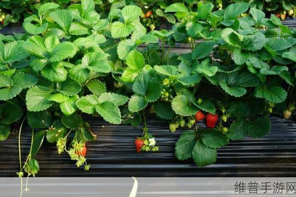 蜜丝婷大草莓VS小草莓对比：1. 大草莓与小草莓：鲜甜口感大比拼