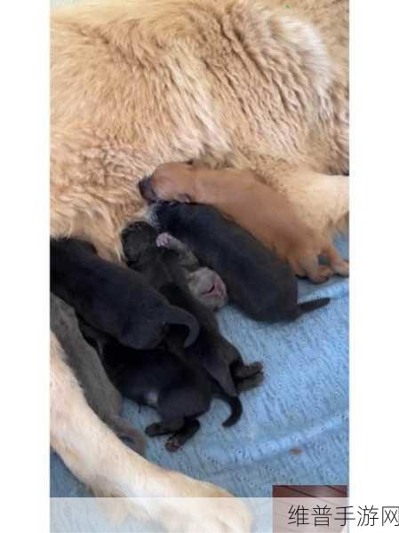 ZoomDog的最新版本：当然可以！以下是一些关于ZoomDog最新版本的标题建议，每个标题都不少于10个字：