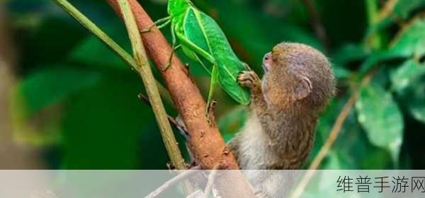 两人生猴子软件:1. 《两人携手共创猴子世界的奇妙旅程