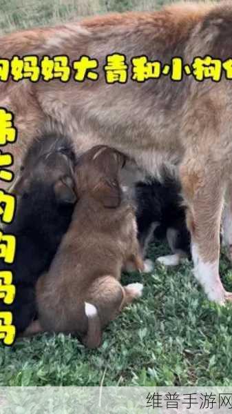 ZOOMSERVO兽狗牧场的特点：1. 体验ZOOMSERVO兽狗牧场：与自然亲密接触的乐趣