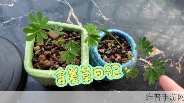 含羞草家庭影院：1. 含羞草家庭影院：共享观影乐趣的理想之地