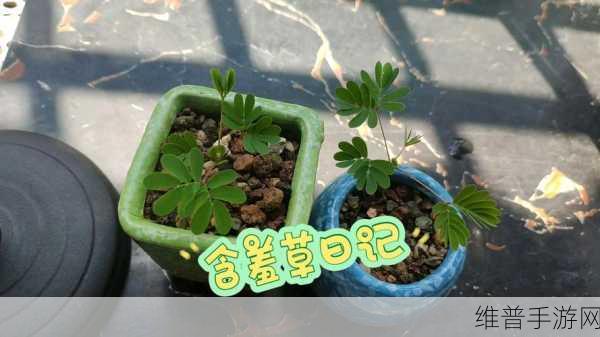 含羞草家庭影院：1. 含羞草家庭影院：共享观影乐趣的理想之地