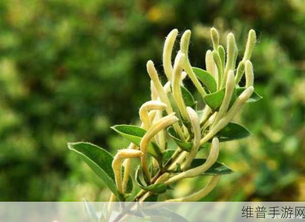 师徒1v2金银花：1. 师徒情深：金银花的传承与创新