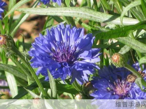 我的世界矢车菊,功能与效果全解析