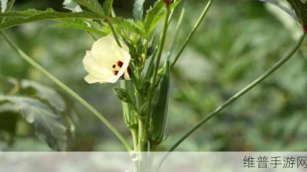 向日葵草莓秋葵黄瓜荔枝丝瓜：1. 向日葵与草莓的甜蜜碰撞，带来秋季丰收的喜悦