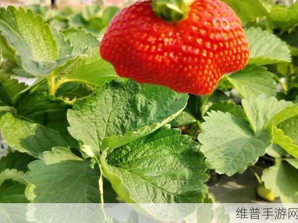 草莓视频app在载：1. 草莓视频：让你尽享高清影视盛宴！