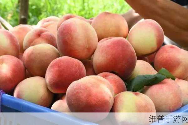 红桃视频在线观看：1. 红桃视频：探索精彩生活的奇妙之旅