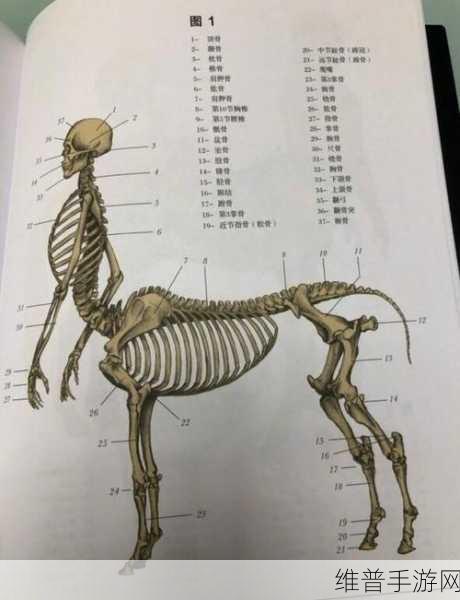 人马畜禽CORPORATION猪巴西：人马畜禽CORPORATION携手巴西拓展猪业新机遇