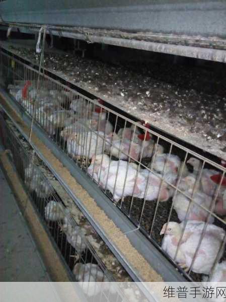 进入梦里超级肉禽系统的：1. 《梦境中的超级肉禽系统大冒险