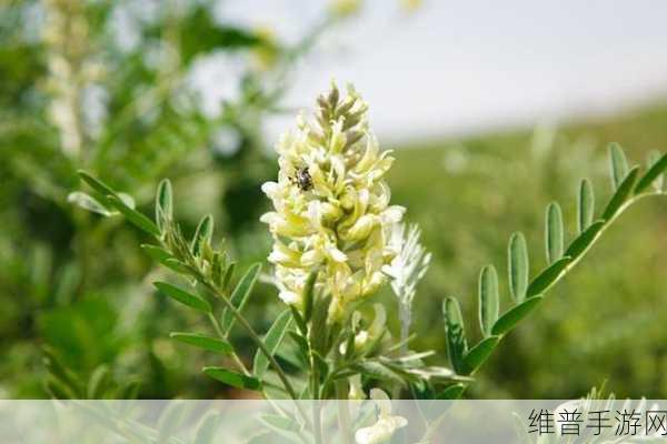 花荫露第十七回原文及翻译：根据《花荫露》第十七回的内容，以下是一些新的标题建议：