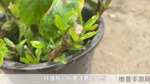 日本72种扦插方式:1. 日本传统扦插技巧的现代应用探索
