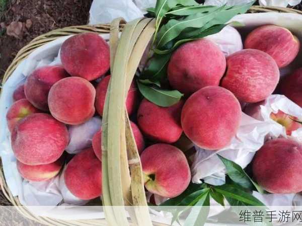 水蜜桃着色入口:水蜜桃完美着色的秘密与技巧探讨