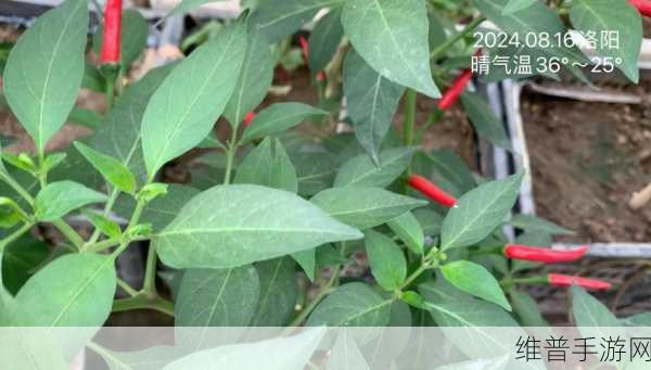 秋葵丝瓜茄子草莓榴莲樱桃:1. 秋葵与丝瓜的美味搭配探秘