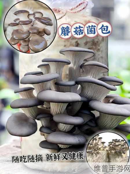 蘑菇视频：当然可以！以下是一些关于蘑菇视频的新标题建议，均不少于10个字：