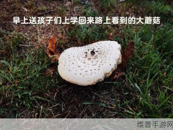 蘑菇视频:当然可以!以下是一些关于蘑菇视频的新标题建议,均不少于10个字: