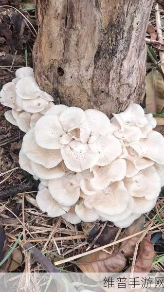 蘑菇视频爆料黑料吃瓜:1. 蘑菇视频真相大揭秘,黑料背后的故事曝光