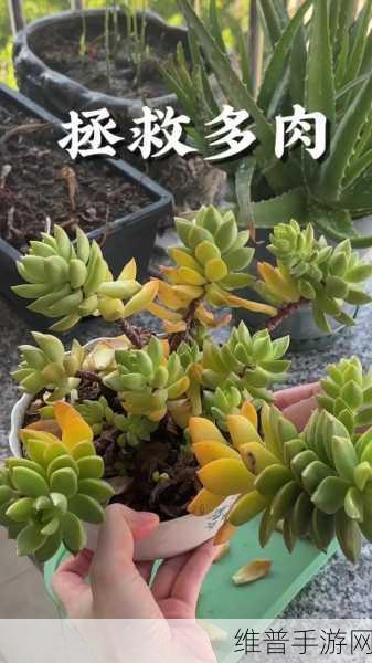 1V7多肉多车：1. ＂探索多肉植物的魅力与养护技巧