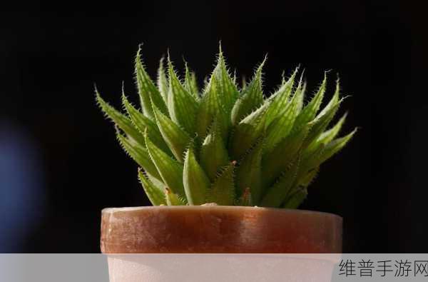 1V7多肉多车:1. "探索多肉植物的魅力与养护技巧