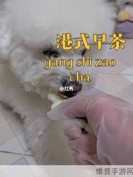 人狗胶配方大全免费：1. 人狗胶配方全解析：制作技巧与注意事项