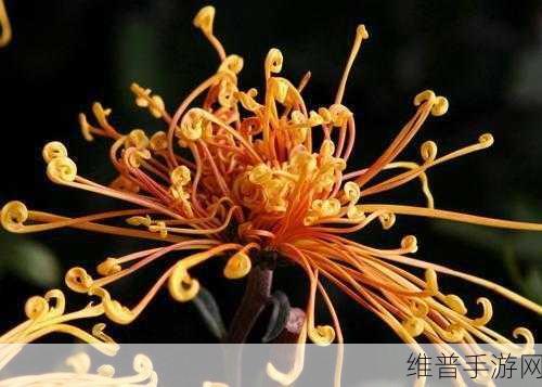 《菊内留香》金银花：1. 《菊内留香：金银花的芬芳秘密