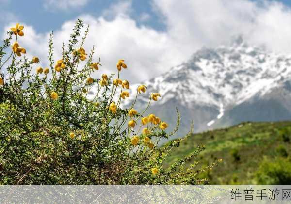 野花社区www中文新搜索：1. 探索野花社区：分享美好生活的每一天