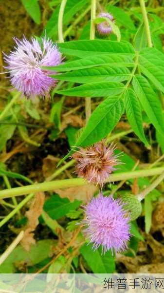 野花社区www中文新搜索:1. 探索野花社区:分享美好生活的每一天