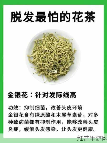 双管齐下TXL金银花：1. 双管齐下：TXL金银花的全面拓展策略