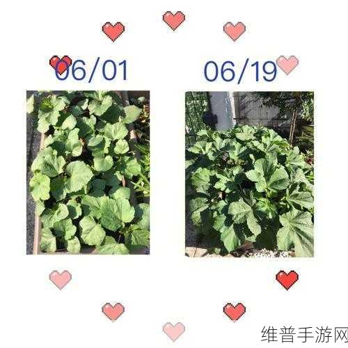 香蕉秋葵菠萝蜜黄瓜丝瓜的区别:1. 如何辨别香蕉、秋葵与菠萝蜜的独特风味?