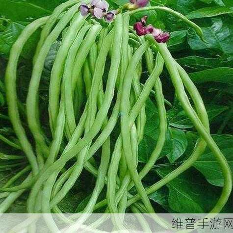 榴莲秋葵向日葵丝瓜黄瓜：1. 追寻夏日的清新：榴莲与秋葵的奇妙搭配