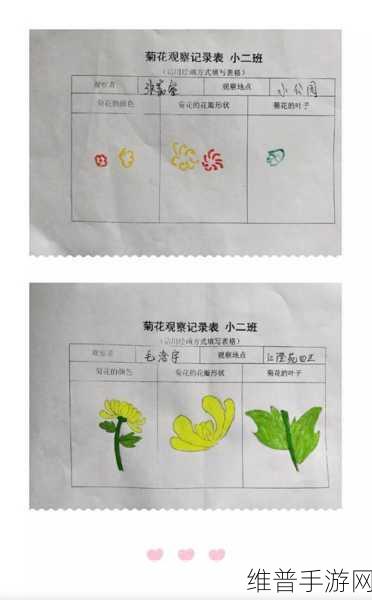 六年级菊花能塞几支棉签：1. 六年级科学实验：菊花与棉签的奇妙碰撞