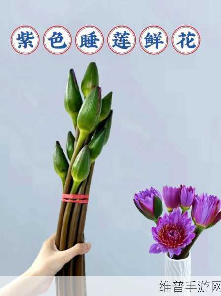 女性半夜莲花开放会自愈吗健康新视角：女性健康新视角：半夜莲花开放的自愈力量探索