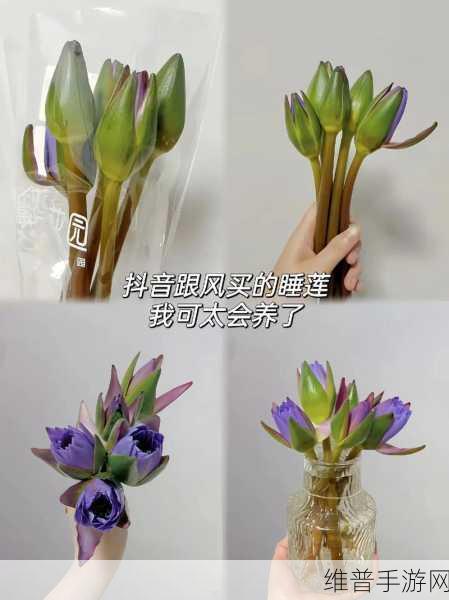 女性半夜莲花开放会自愈吗健康新视角：女性健康新视角：半夜莲花开放的自愈力量探索